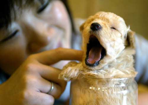 PUPPIES-DON’T-FIND-YOUR-YAWNS-CONTAGIOUS