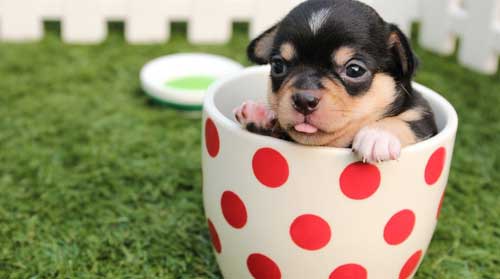 PUPPIES-EVOLVED-TO-BE-BLIND-AND-DEAF-AT-BIRTH