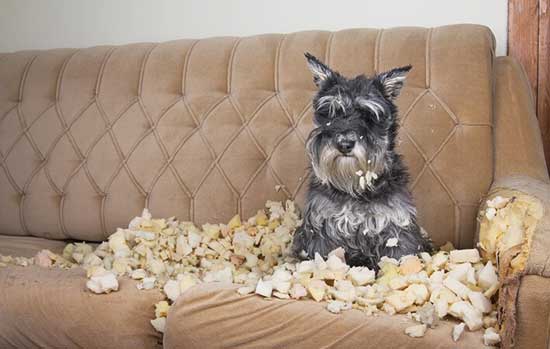 Puppy-Chewing