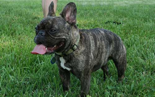 THE-WORD-PUPPYHAS-FRENCH-ROOTS