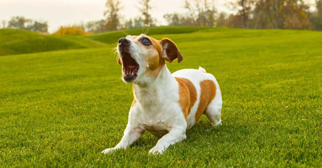Dog-Attention