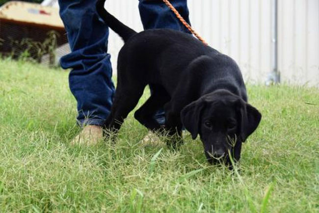 Dog-eats-grass
