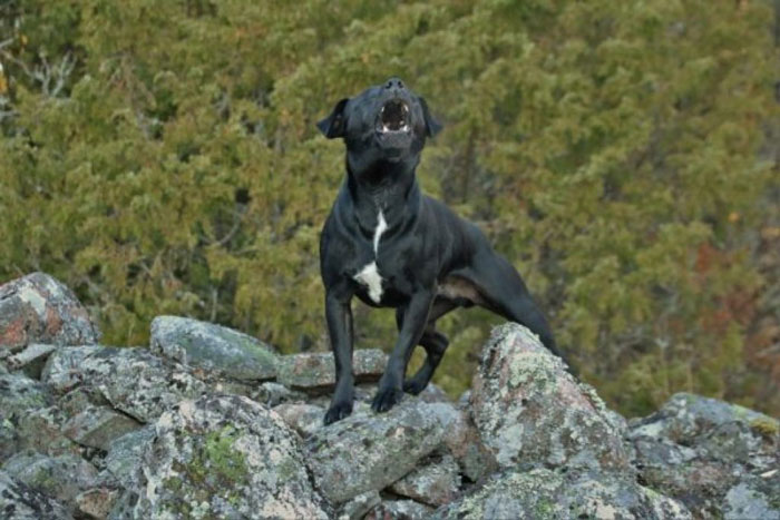 My-Dog-Bark