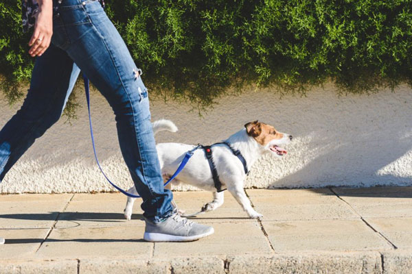 dog-walking