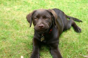 RUFFWEAR , Front Range Dog Leash