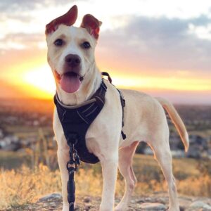 Rabibitgoo Dog Harness