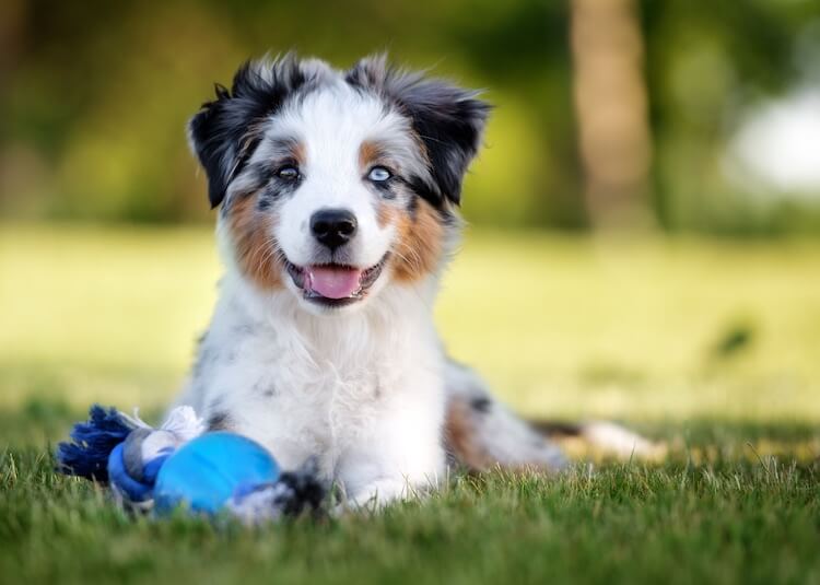 Mini-Australian-Shepherd-Dog