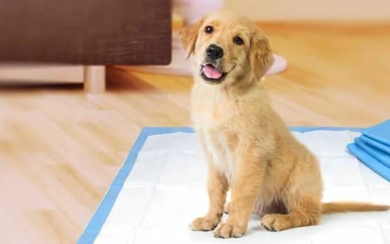 Puppy Whining | puppy behavior problems