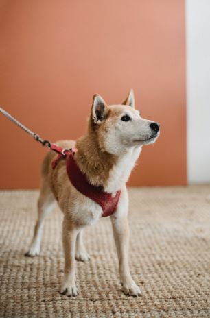 Measure A Dog Harness