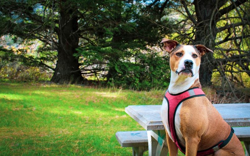 helpful tips for a harness