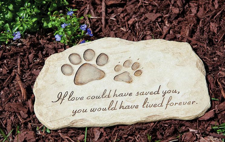 dog paw evergreen print