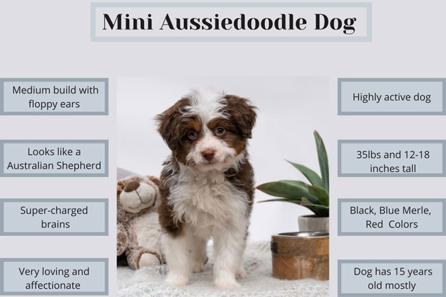Mini Aussiedoodle Dog