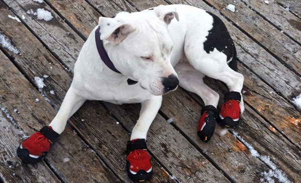 Dog boots for injuries