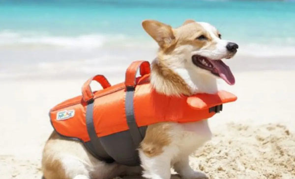 Best dog lightweight life jackets