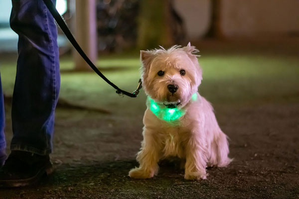 best led dog collar