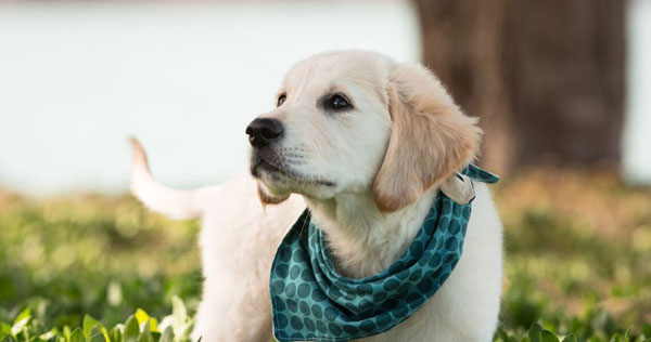 Dog Bandana