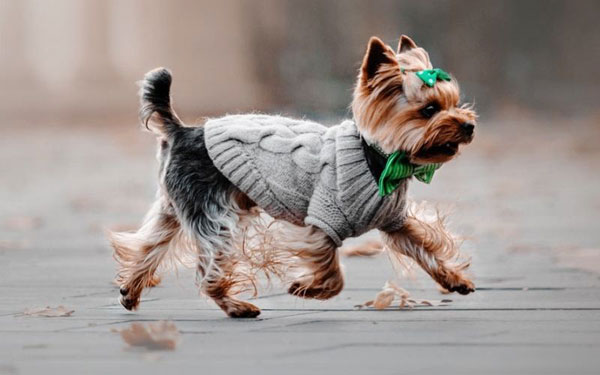 Top5 warm and cozy dog sweaters