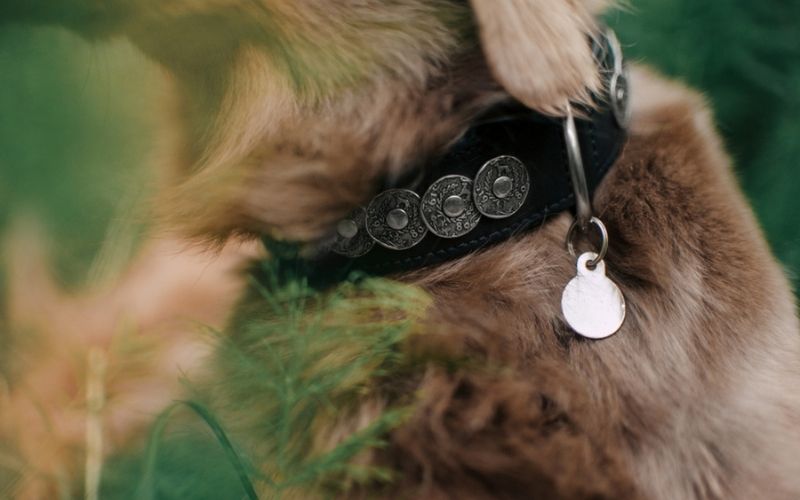 Dogs Id Tags