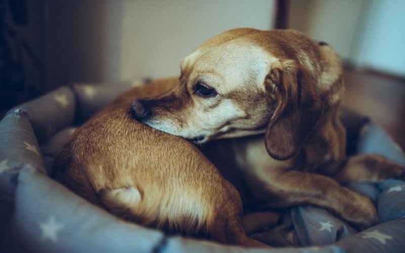 Best Dog Food for Allergies