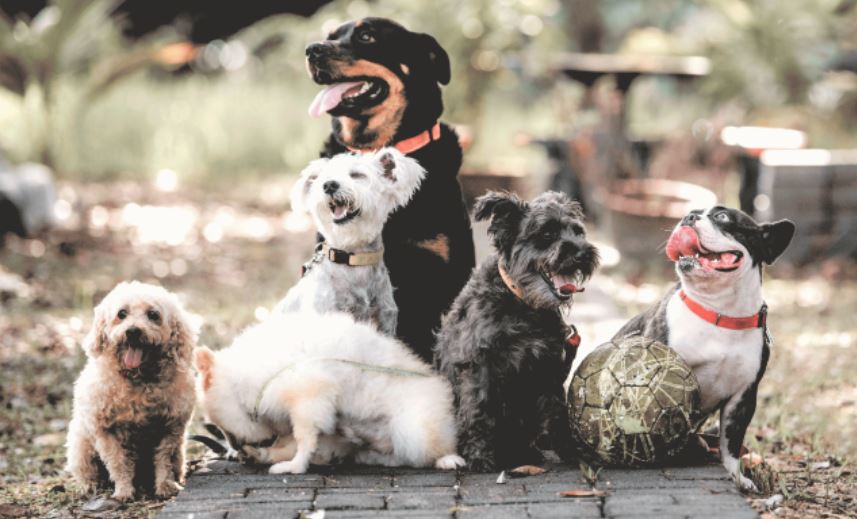 best hypoallergenic dog