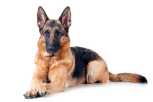 best farm dogs