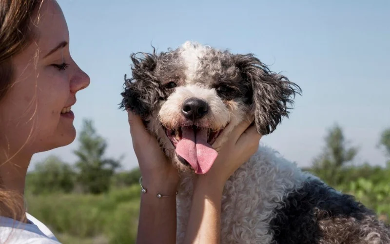 Bedlington Terrier