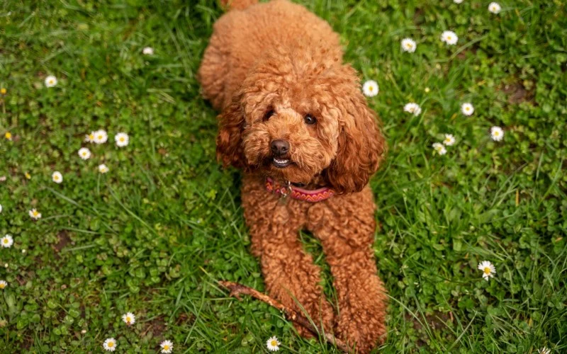 Lagotto Romagnolo | best hypoallergenic dog