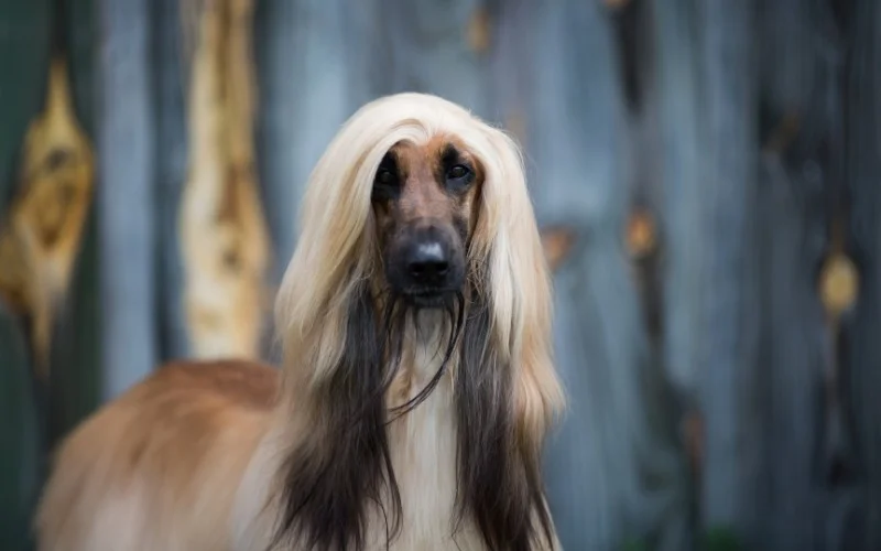 Afghan Hound