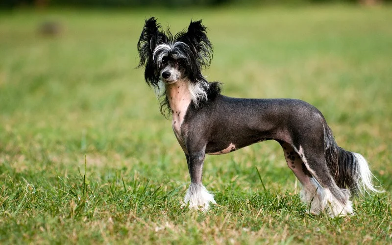 Chinese Crested | best hypoallergenic dog