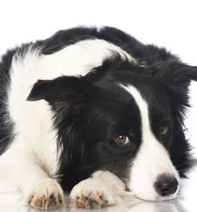 farm dogs