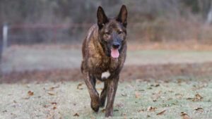 best farm dogs