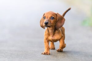 best farm dogs