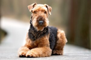 best farm dogs