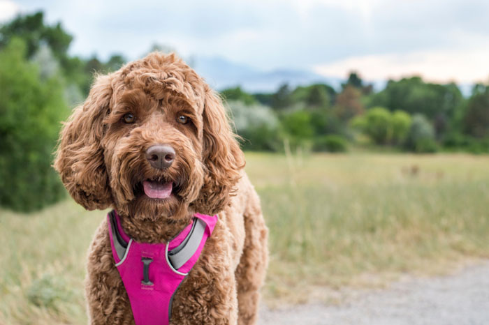 Golden Doodle Accessories