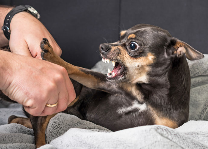 Tips to Help Reactive Dogs