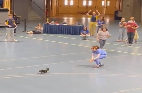 Dachshund running