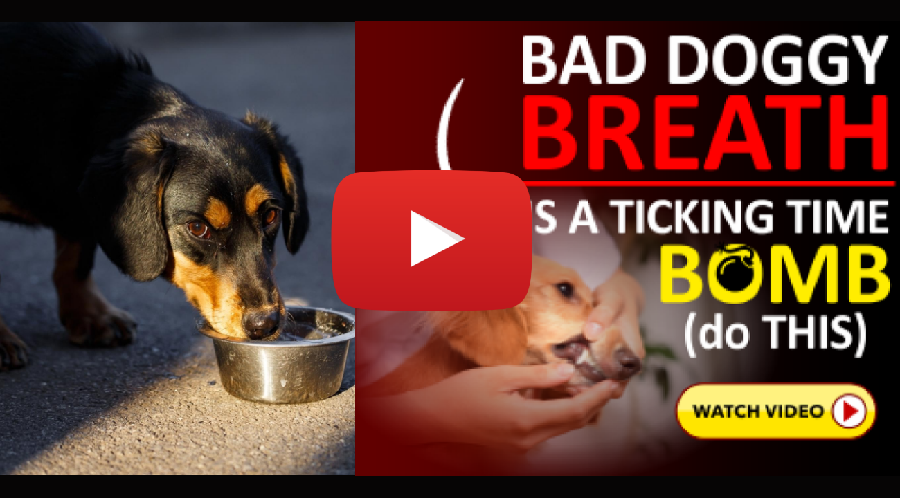 Bad Doggy Breath