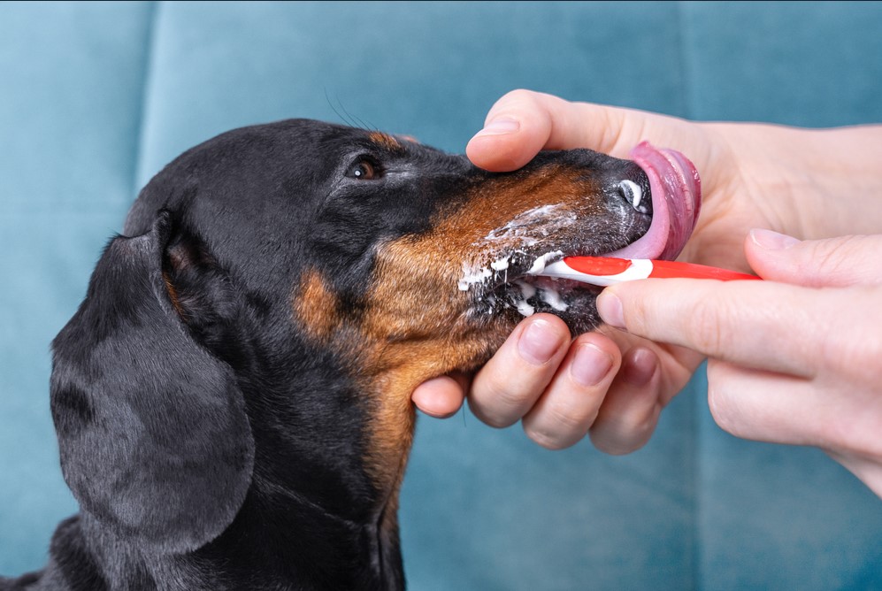 brushing dog teeth