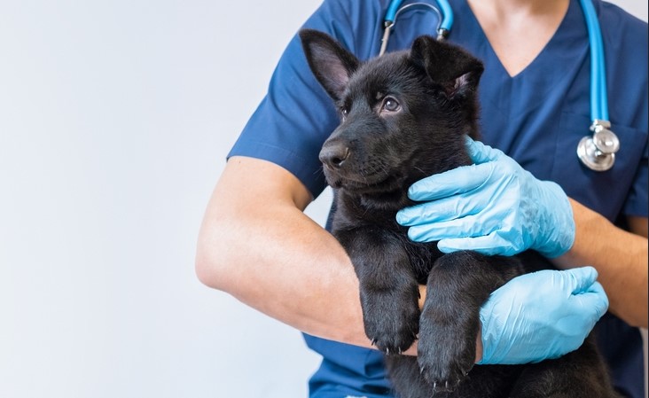 dog at the vet