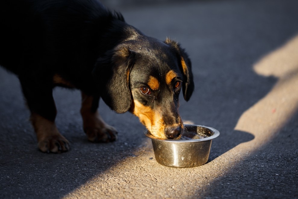 food with a dog