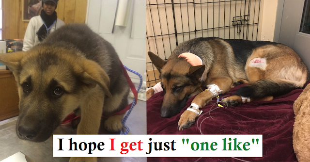 heroic dog