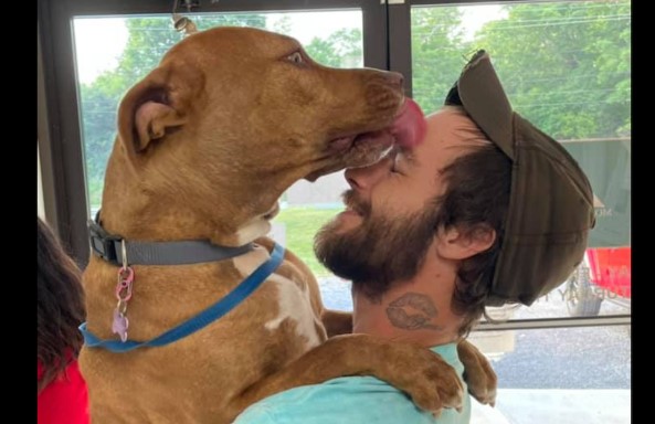 stolen service dog