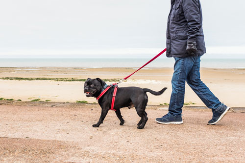 Best-dog-harness