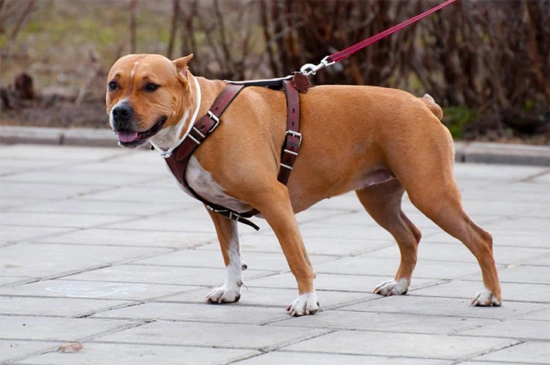 Dog-Harness-Instructions
