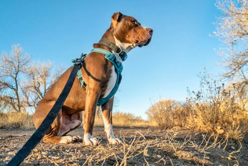 Dog-harness-Review