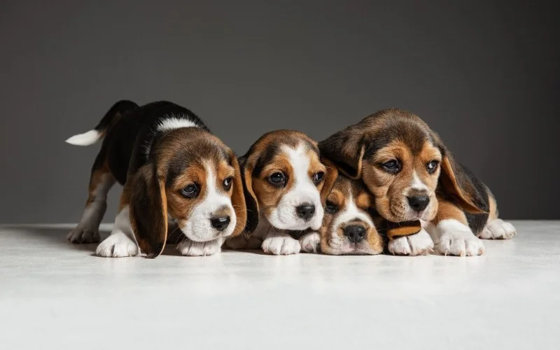 PUPPIES EVOLVED