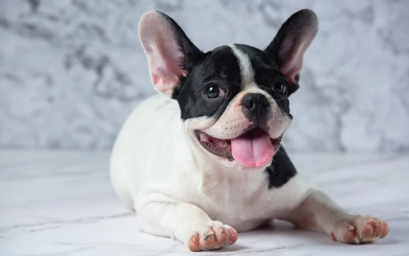 PUPPY HAS FRENCH