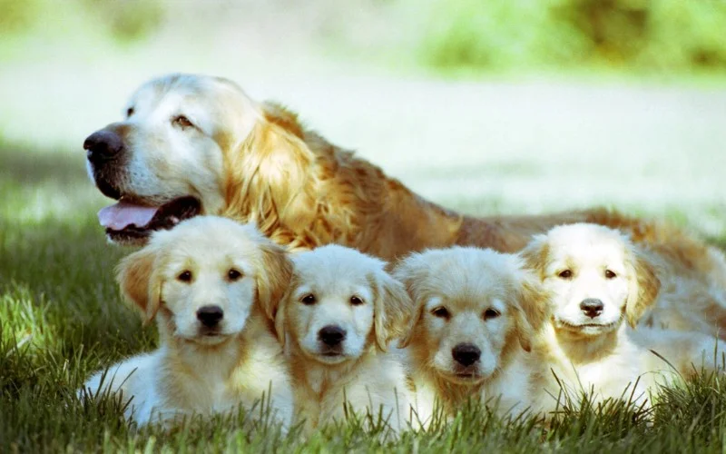 SOME BREEDS