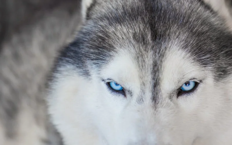 BLUE EYES | puppies