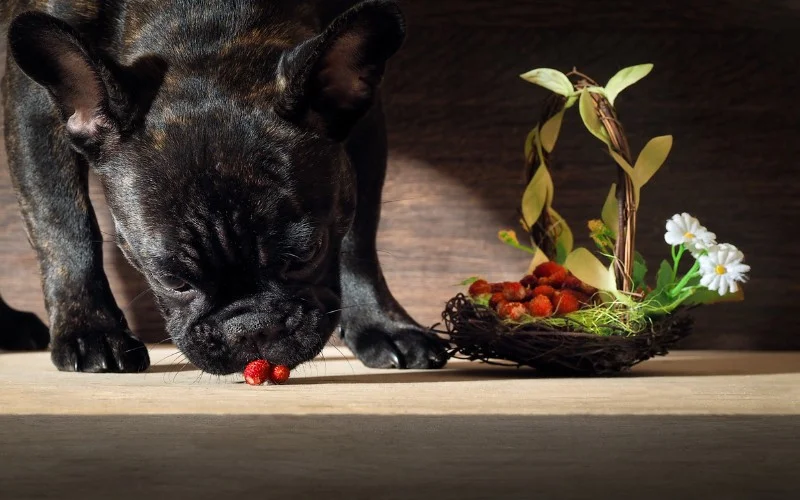 Can Dogs Eat Strawberries